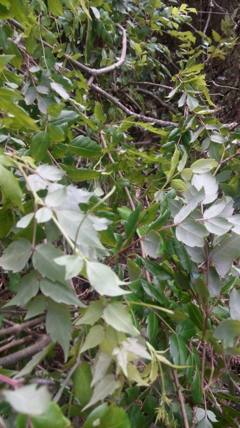 藤茶三级
