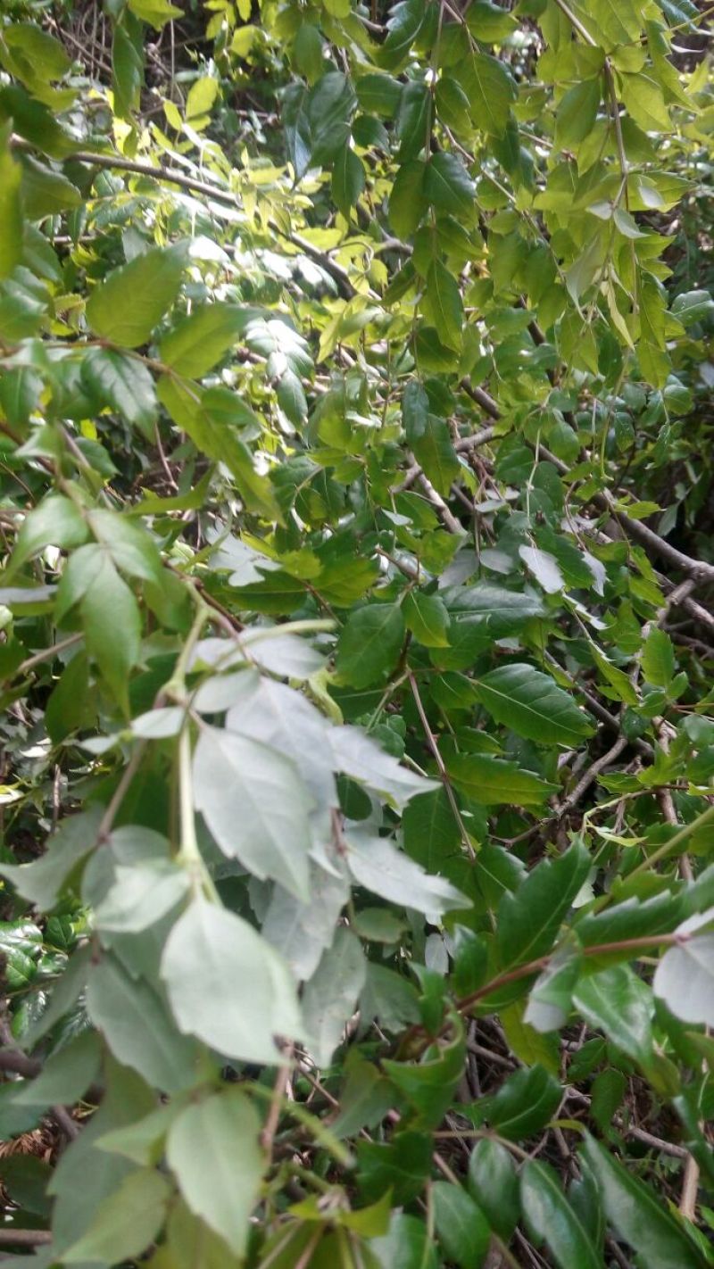 藤茶三级