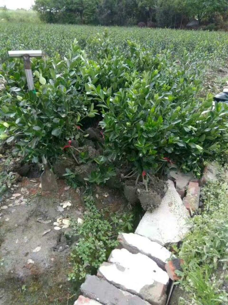 万年青干花