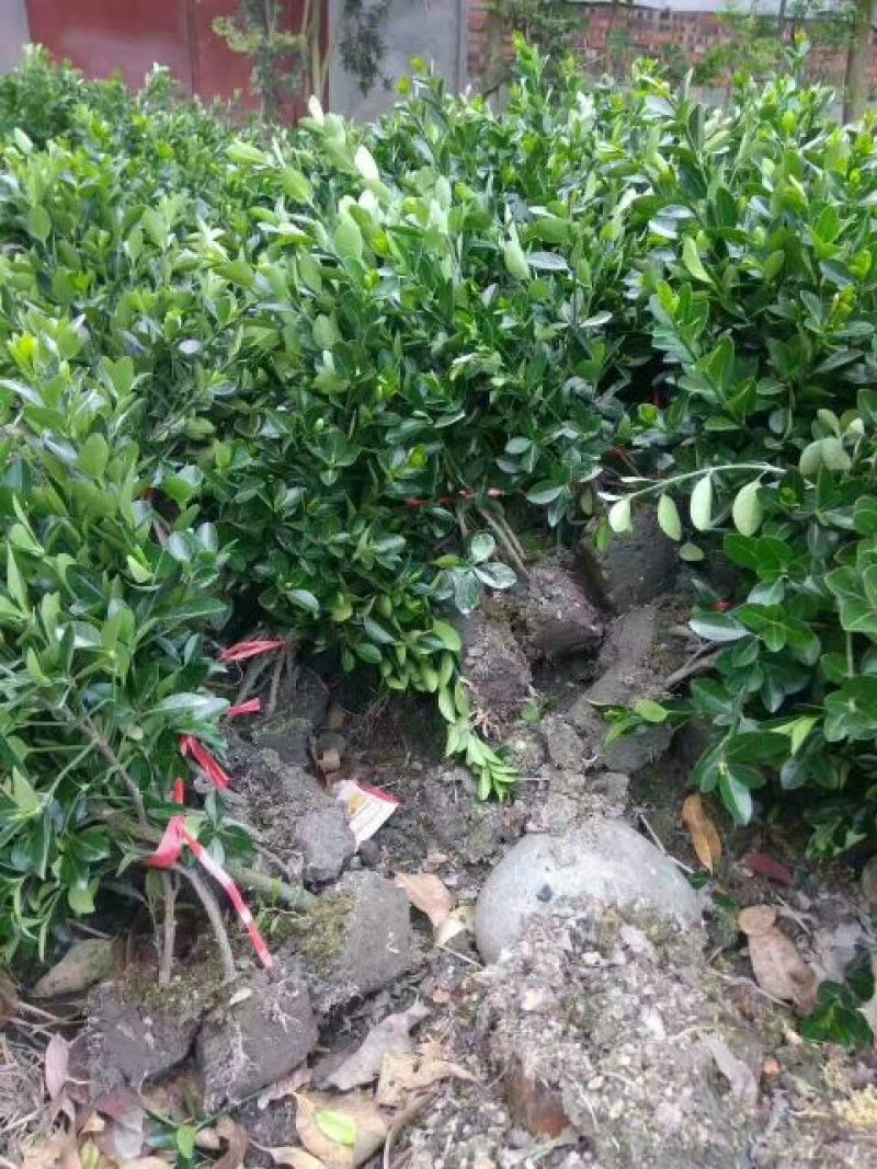 万年青干花