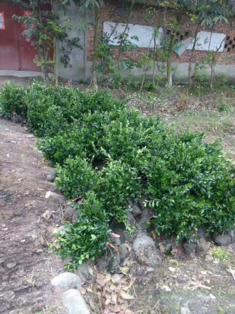 万年青干花
