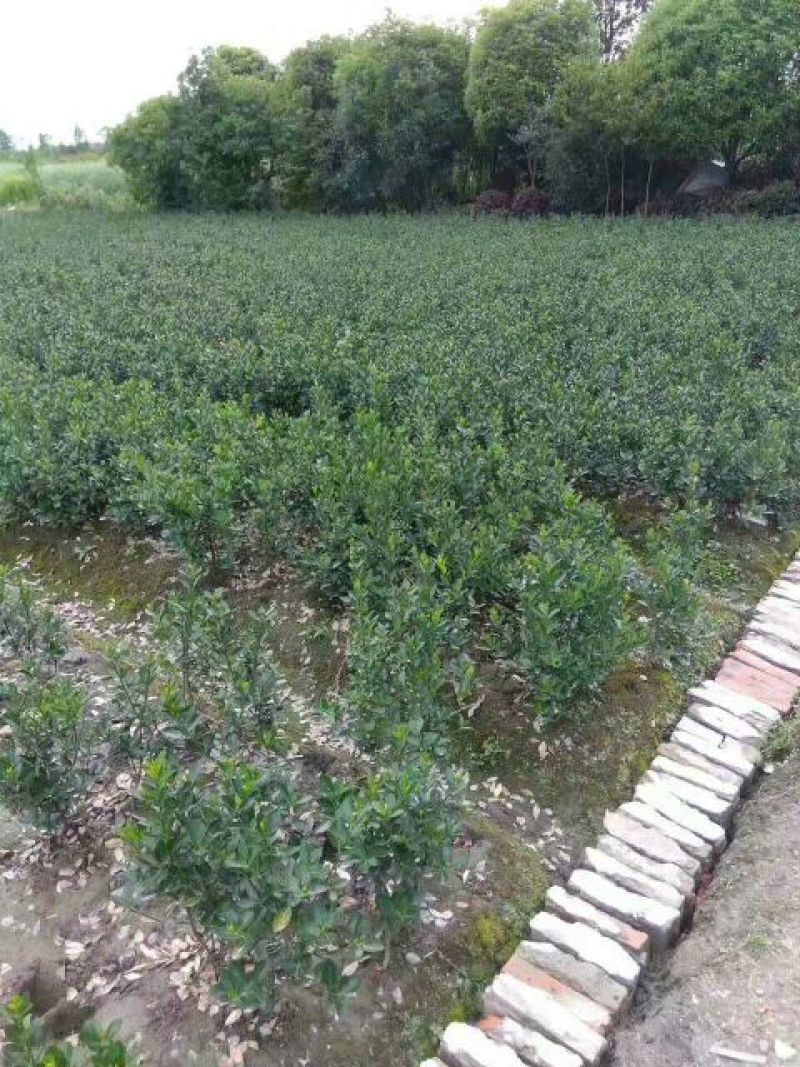 万年青干花