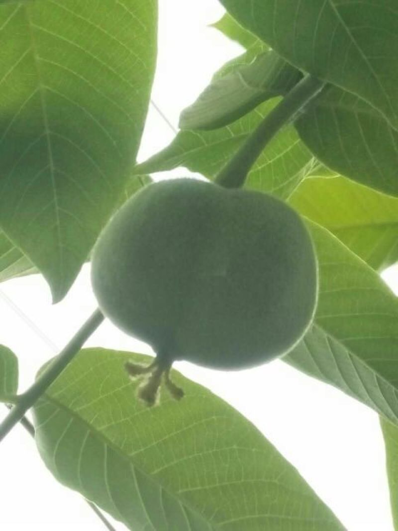 麻核桃赌青皮开始预定