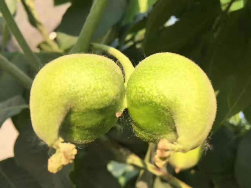 麻核桃赌青皮开始预定