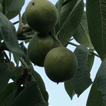 麻核桃赌青皮开始预定
