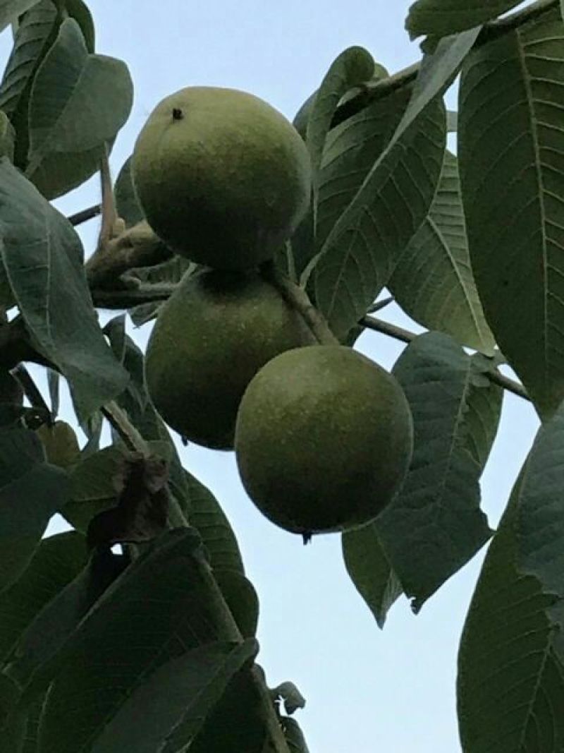 麻核桃赌青皮开始预定