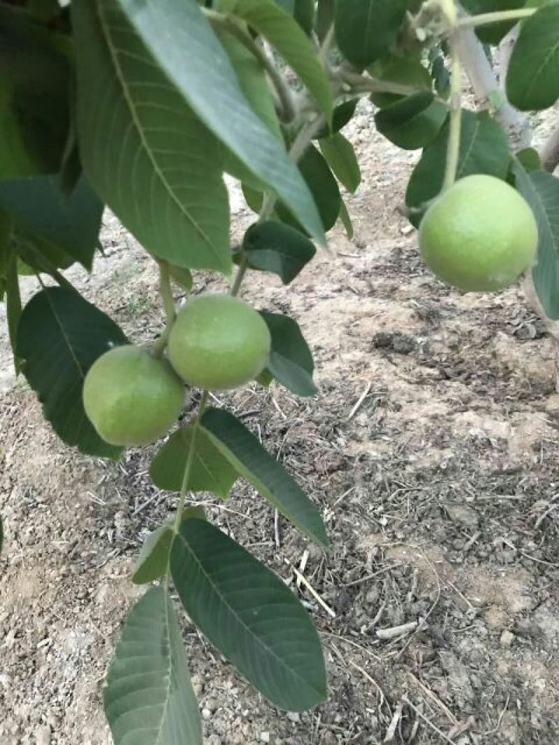 麻核桃赌青皮开始预定