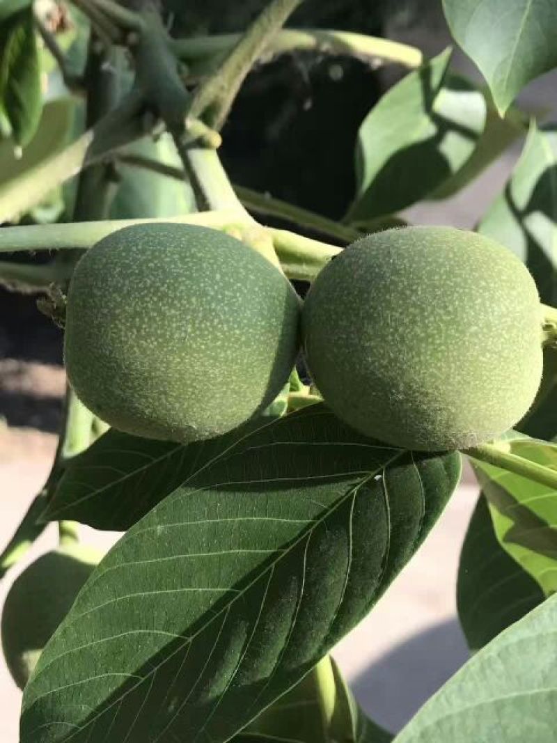 麻核桃赌青皮开始预定