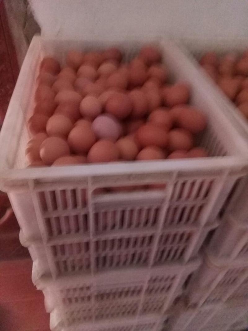 红蛋食用60~75g