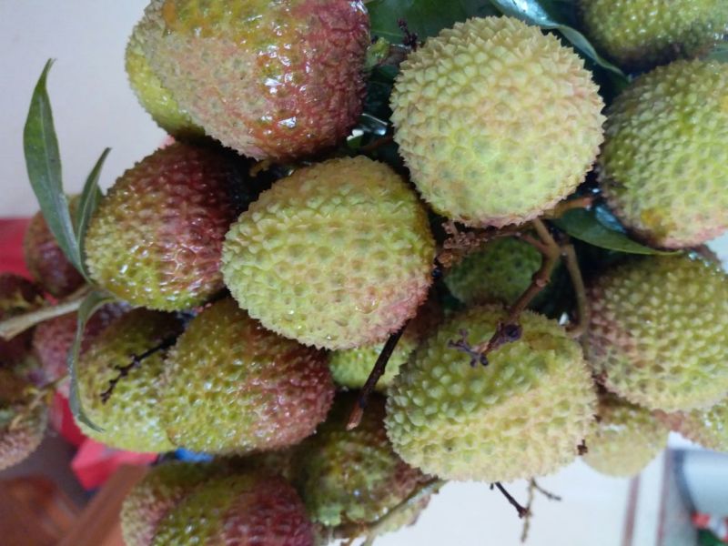 白糖罂荔枝2cm以上