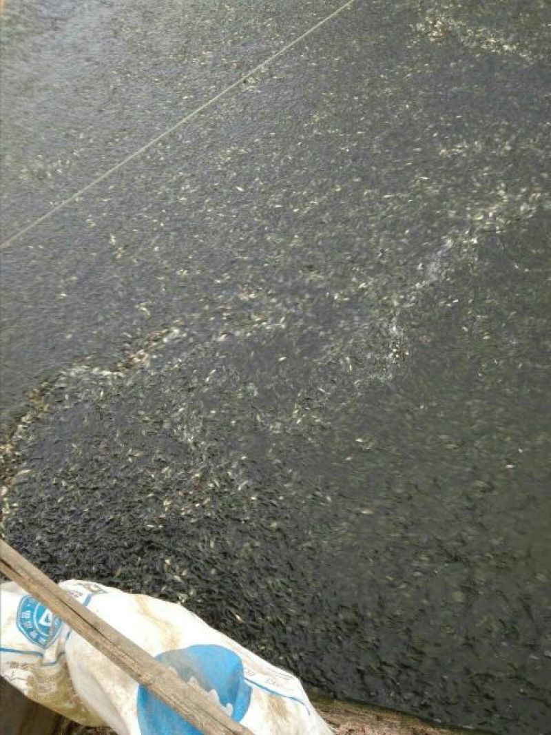 裸鲤鱼鱼苗200条左右每斤