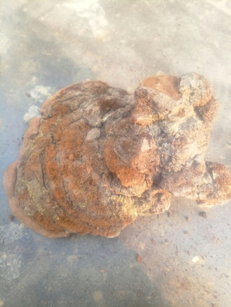 桑黄桑黄菌批发零售冷背中药材