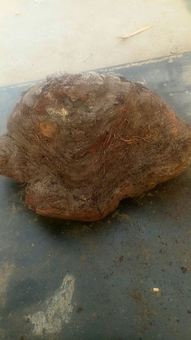 桑黄桑黄菌批发零售冷背中药材