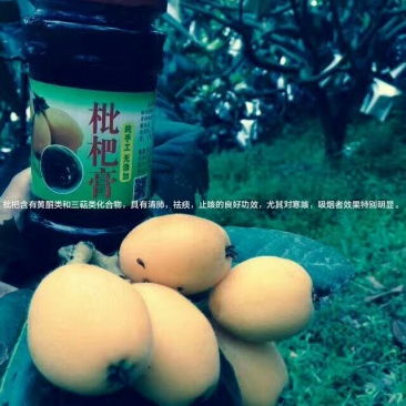 枇杷膏