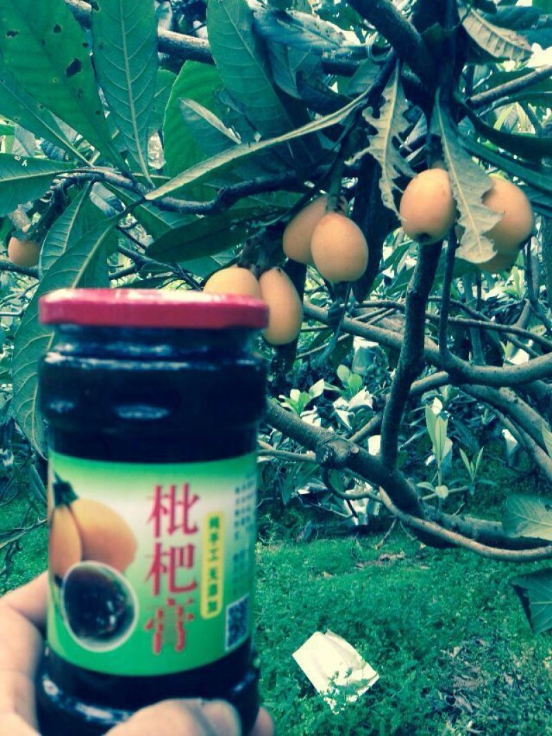 枇杷膏
