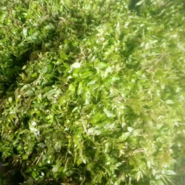 藤茶优质保健养生藤茶莓茶