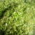 藤茶优质保健养生藤茶莓茶