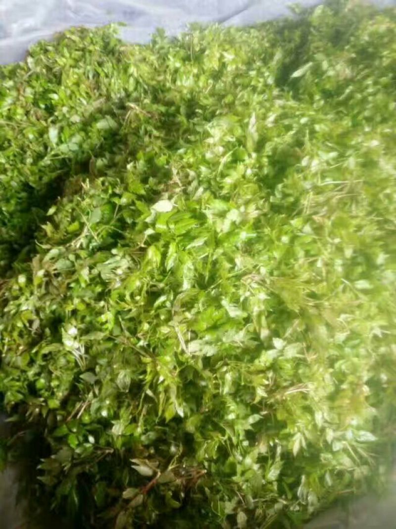 藤茶优质保健养生藤茶莓茶