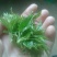 藤茶优质保健养生藤茶莓茶