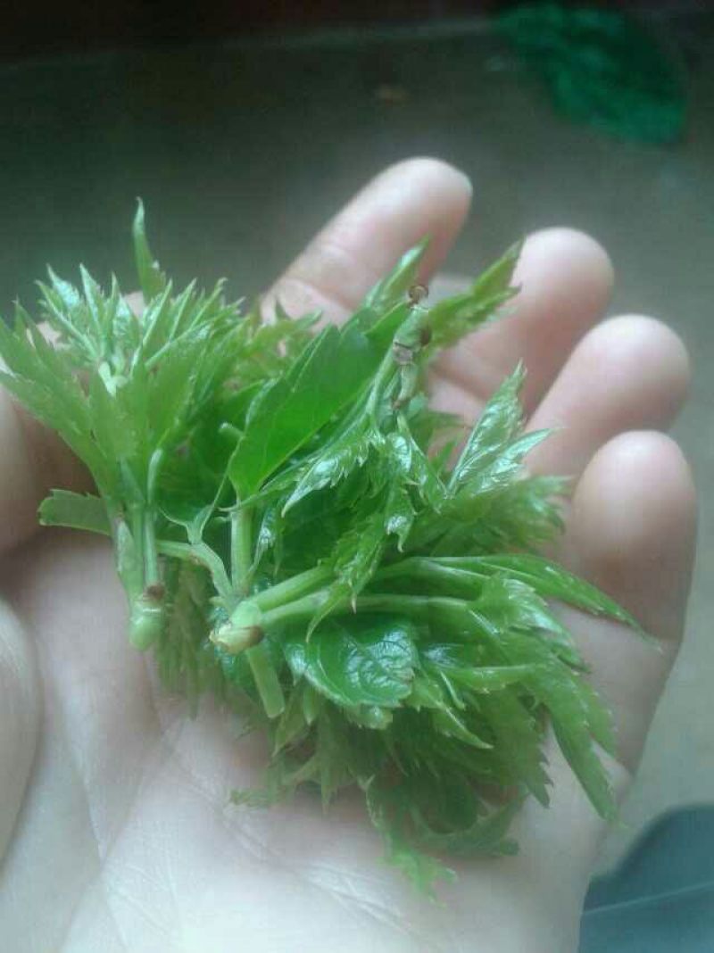 藤茶优质保健养生藤茶莓茶