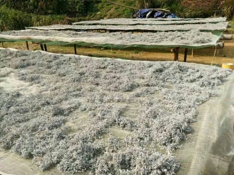藤茶优质保健养生藤茶莓茶