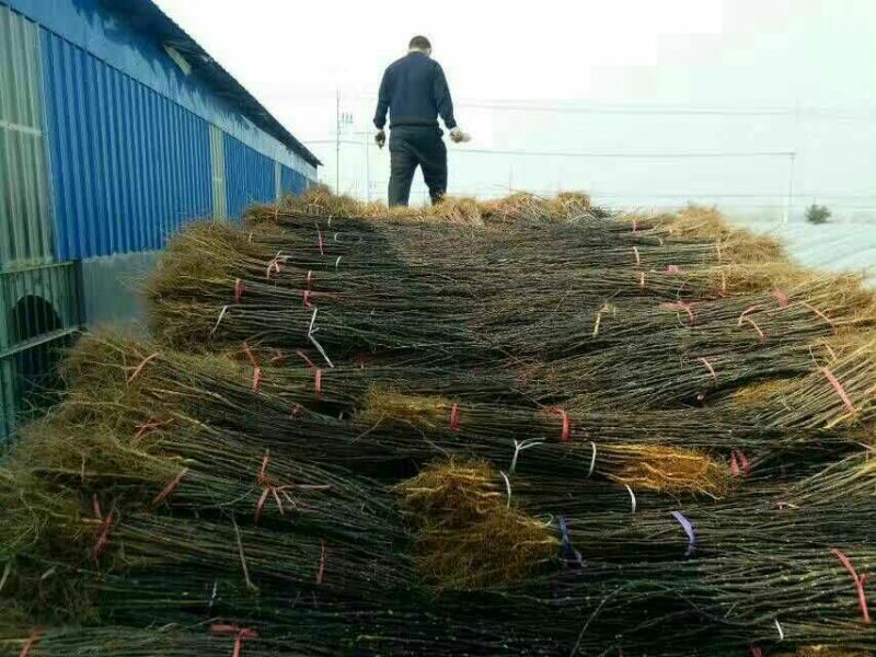 花椒苗，花椒树苗。都是自己家苗圃培育出售的