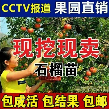 突尼斯软籽石榴树苗嫁接苗，自家苗圃培育出售。
