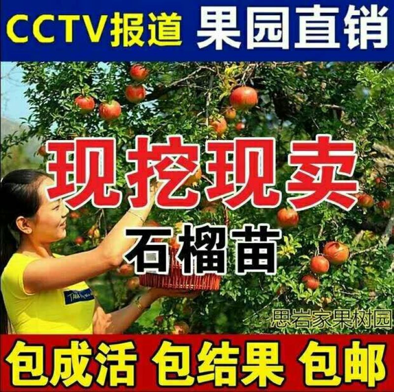 突尼斯软籽石榴树苗嫁接苗，自家苗圃培育出售。