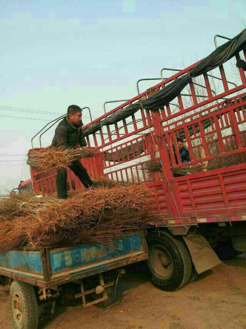 突尼斯软籽石榴树苗嫁接苗，自家苗圃培育出售。