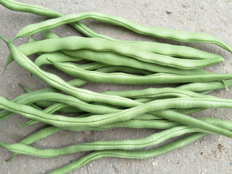 豆角架豆王豆角