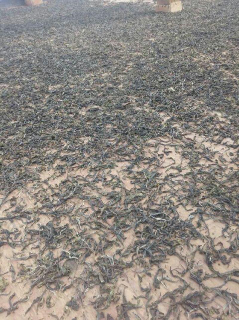 普洱茶一级