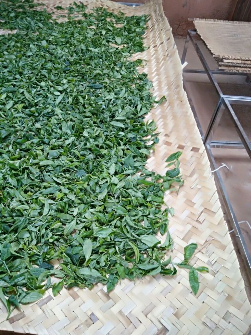 普洱茶一级