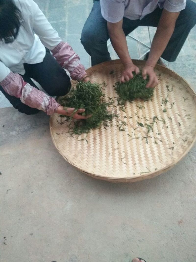 普洱茶一级