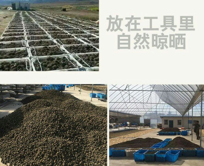 黑玛卡黑色