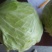 夏邑绿甘篮颜色绿，球形好，基地直供，代发全国。