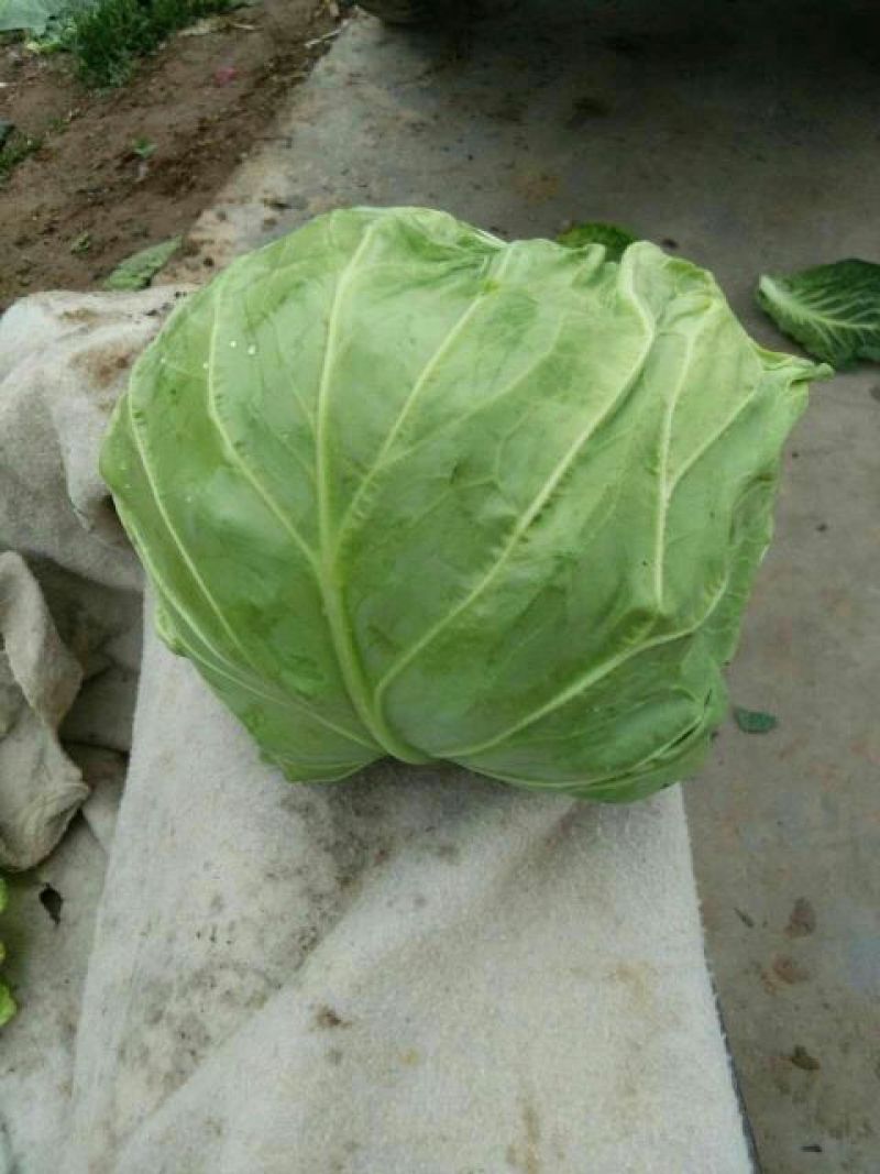 夏邑绿甘篮颜色绿，球形好，基地直供，代发全国。