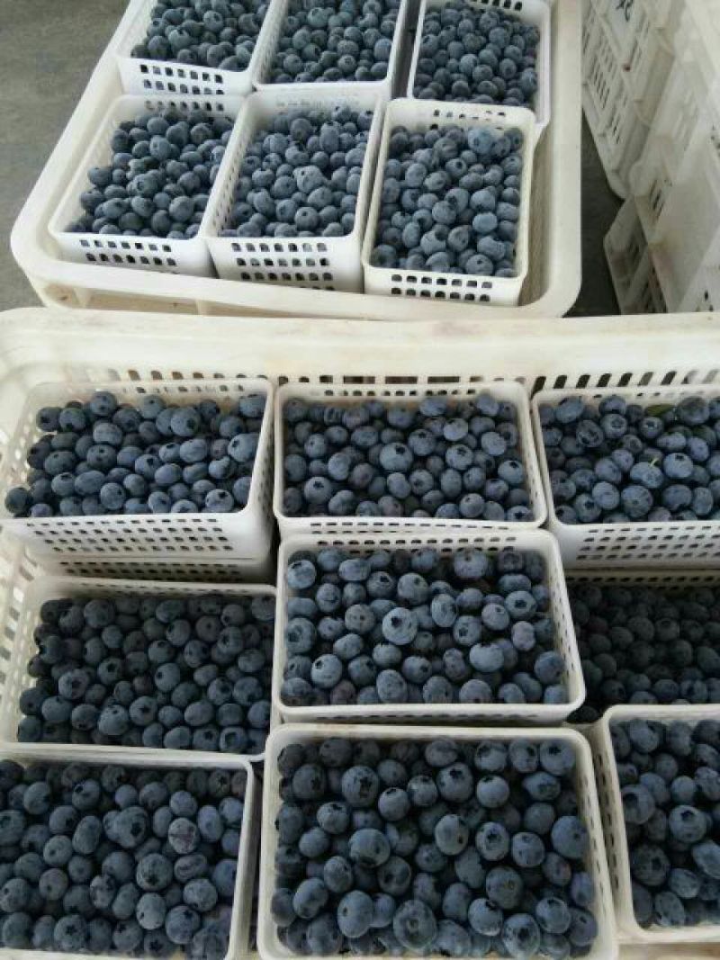 蓝丰蓝莓鲜果12~14mm以上