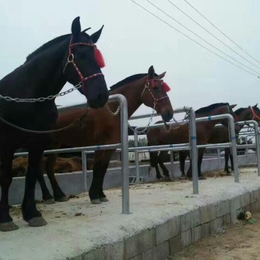 骑乘马蒙古马阿拉伯马半血宝马拉车马旅游马干活驮物马