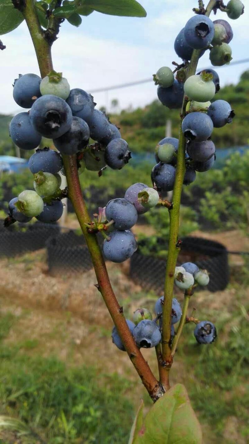 蓝莓鲜果12~14mm以上