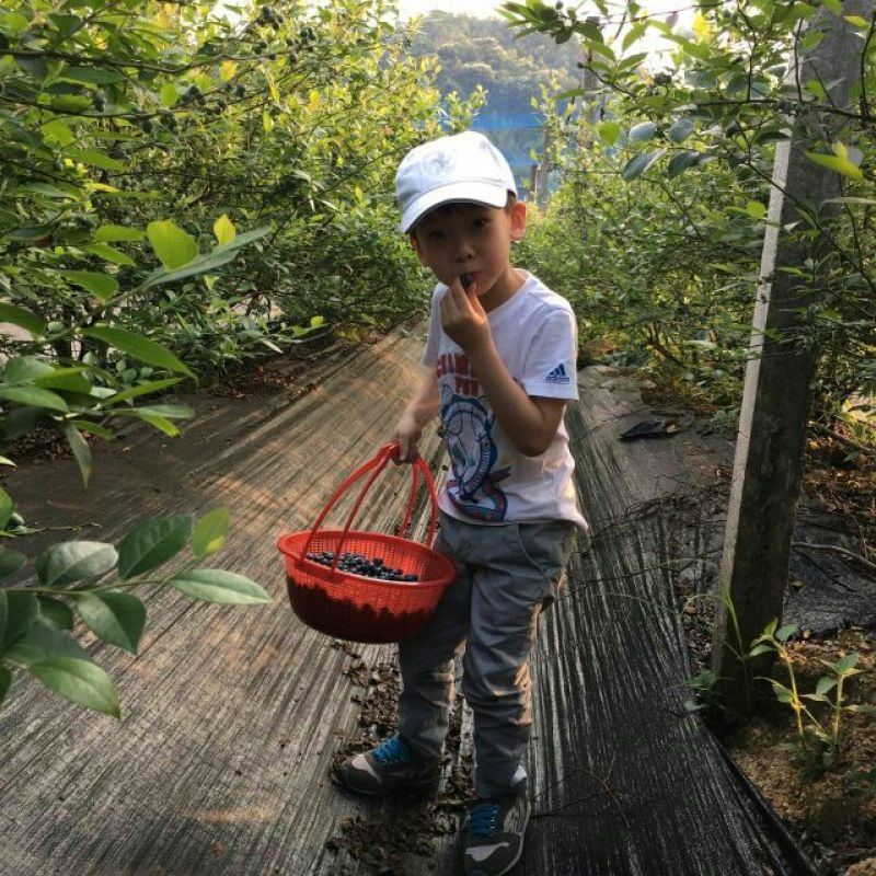 蓝莓鲜果12~14mm以上