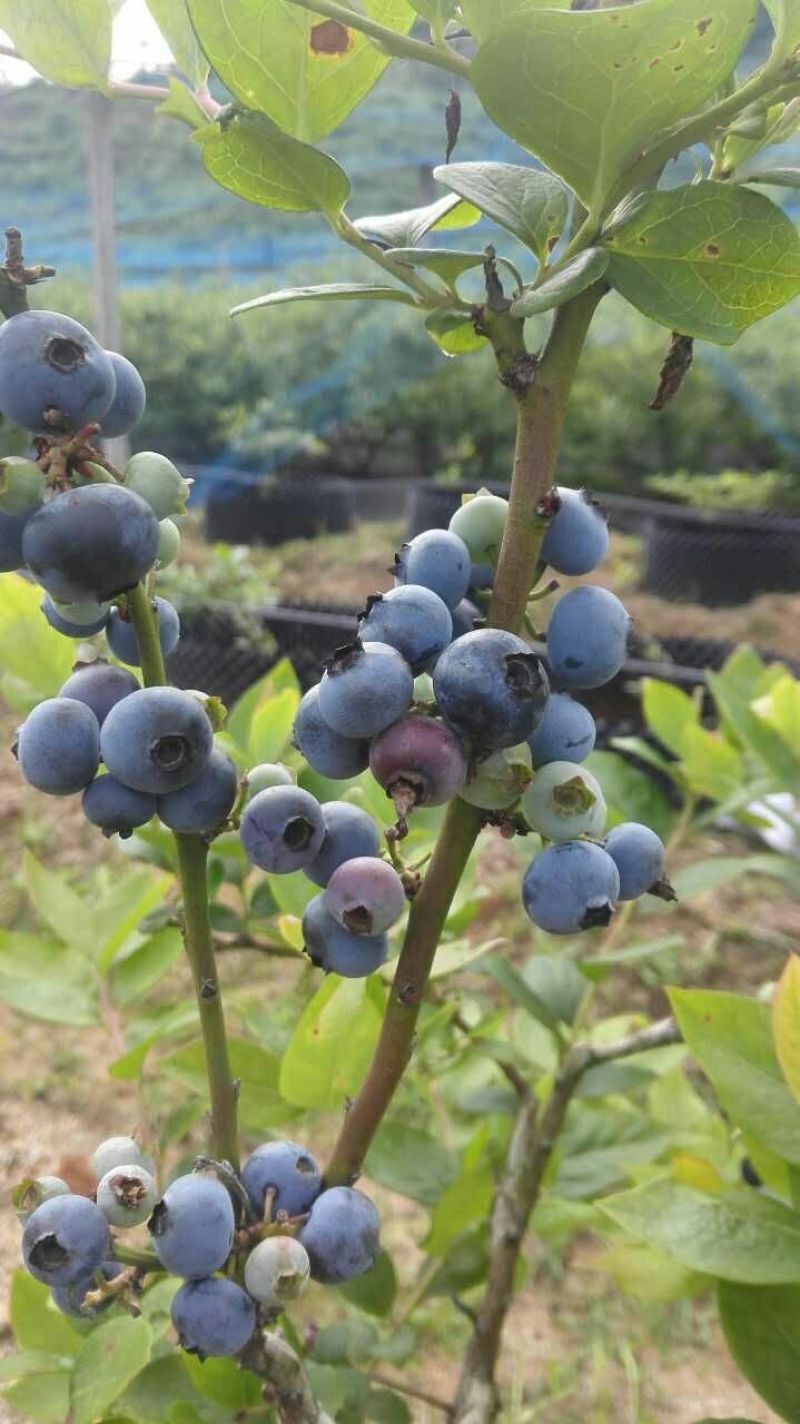 蓝莓鲜果12~14mm以上
