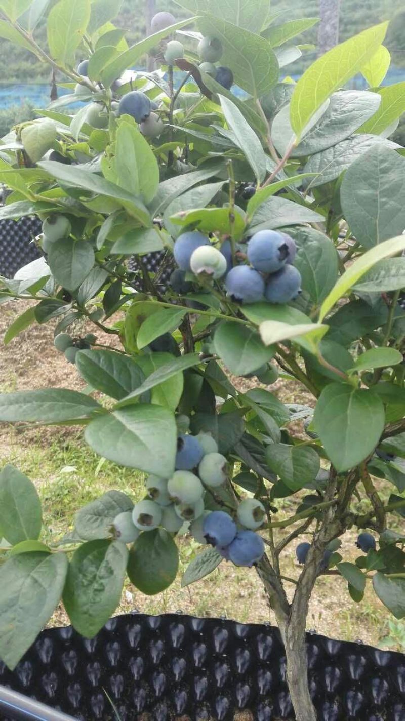 蓝莓鲜果12~14mm以上