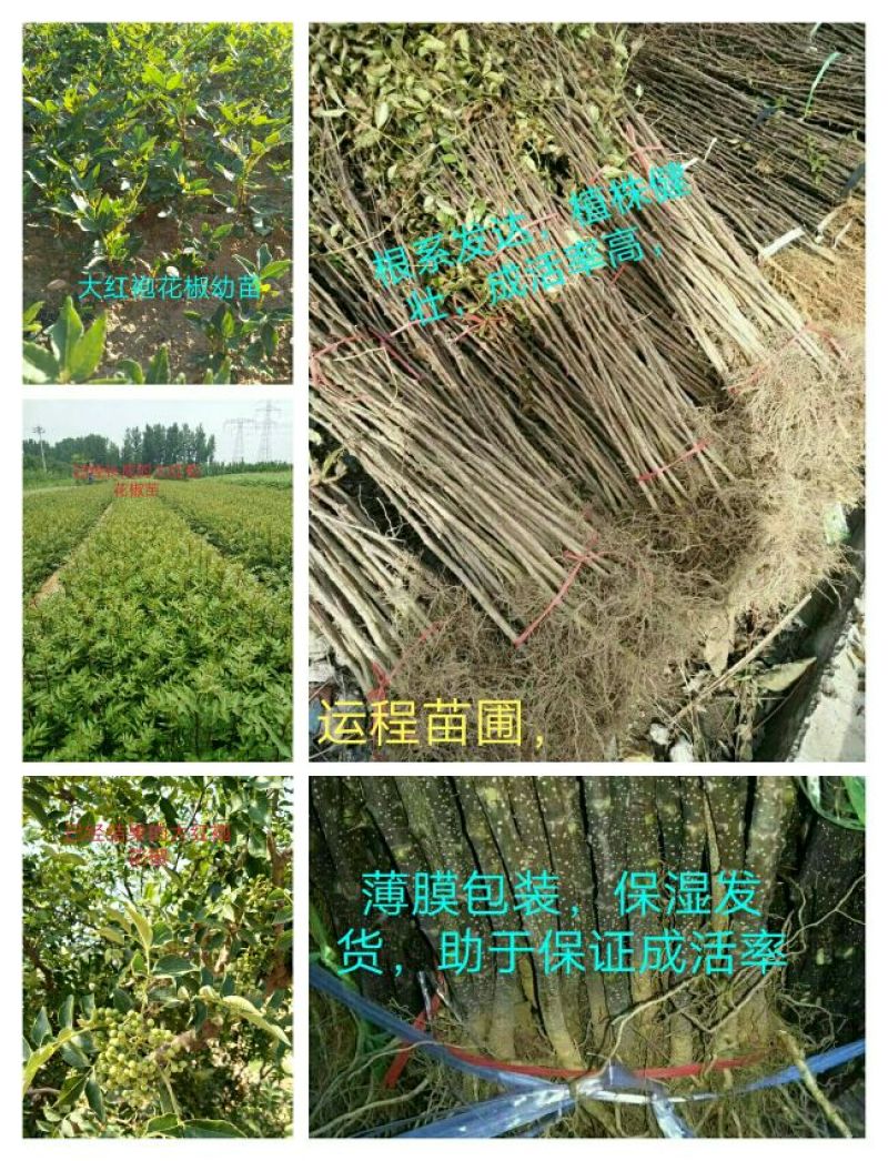 花椒苗免费提供种植技术苗圃基地死苗补发