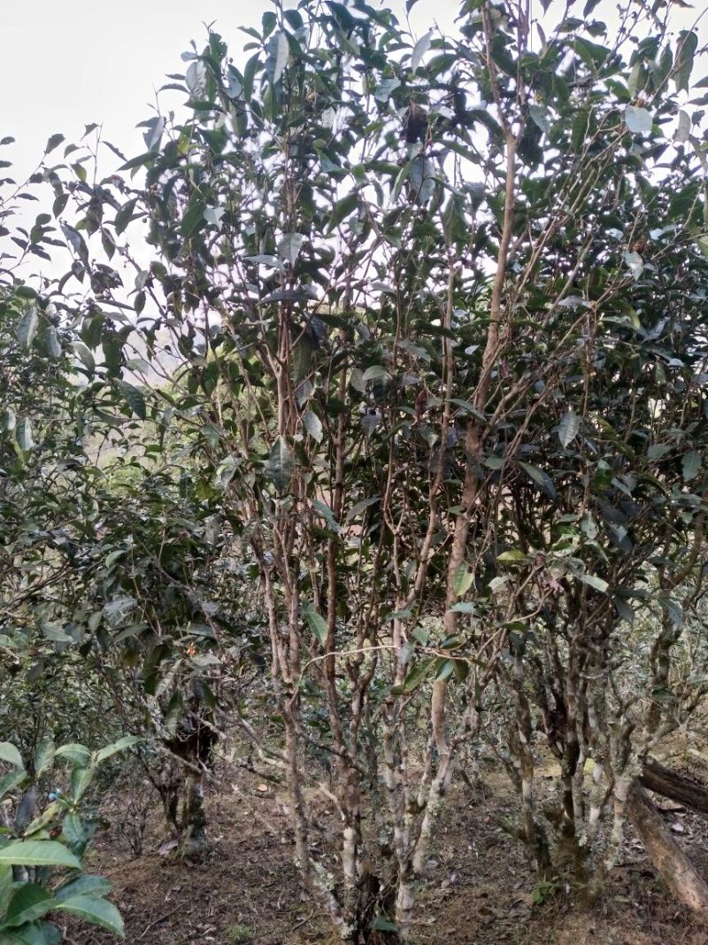 古树茶一级