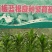 南板蓝根统片