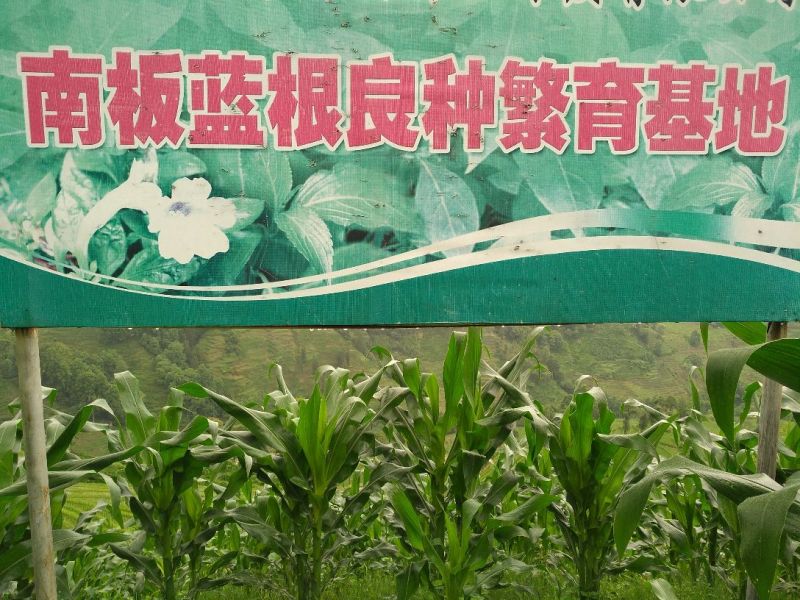 南板蓝根统片