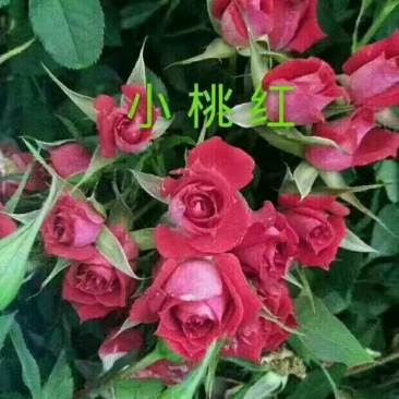 月季苗10cm以下