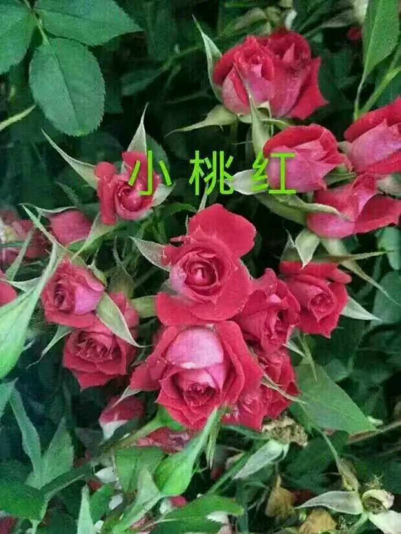 月季苗10cm以下