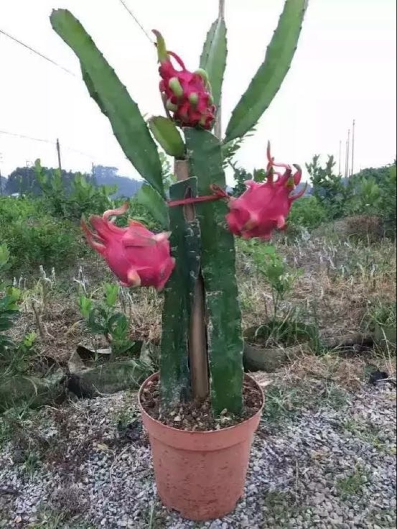 红心火龙果苗10cm以下成苗