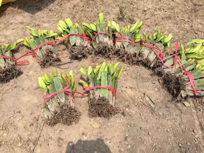 红心火龙果苗10cm以下成苗